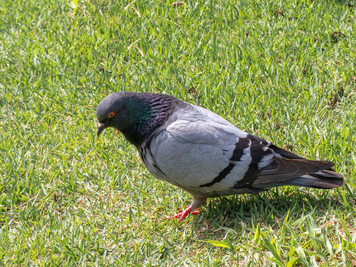 Rock Pigeon (Feral Pigeon) - ML617774962