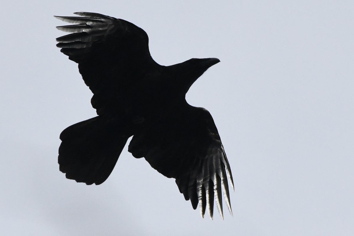Common Raven - ML617774986