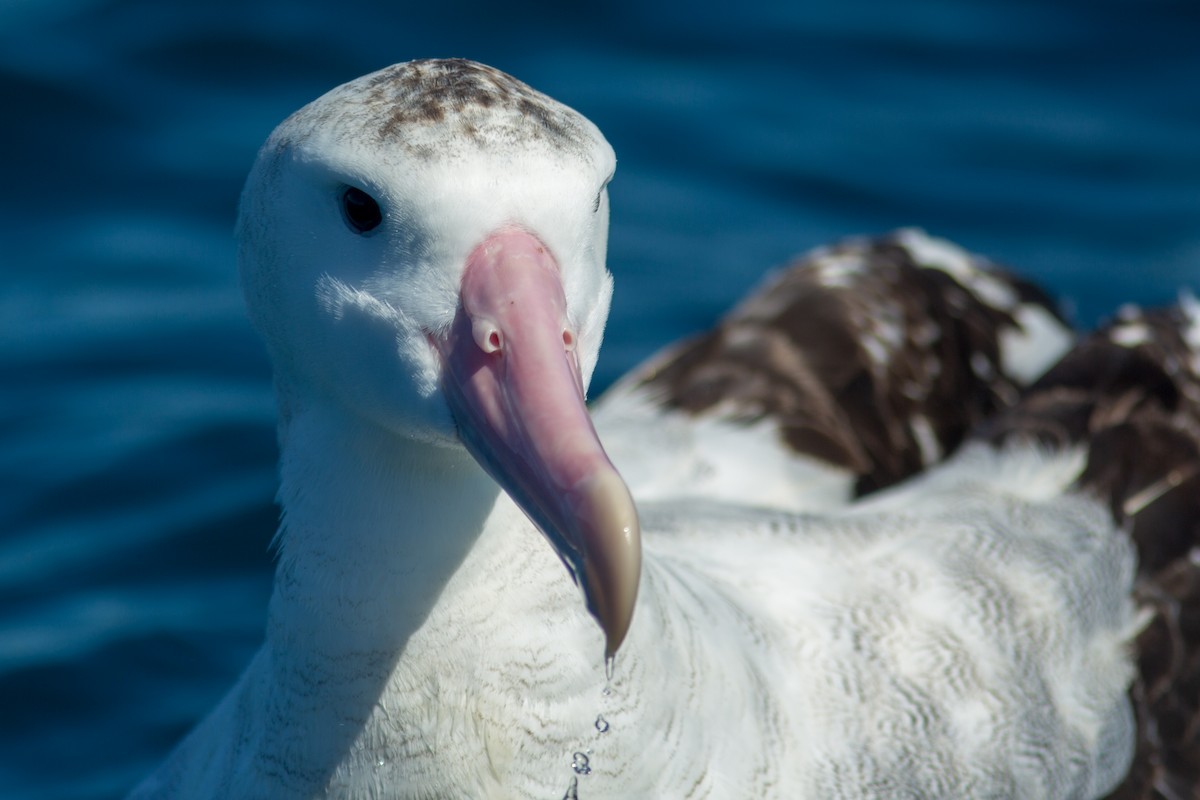Albatros des Antipodes (gibsoni) - ML617775032