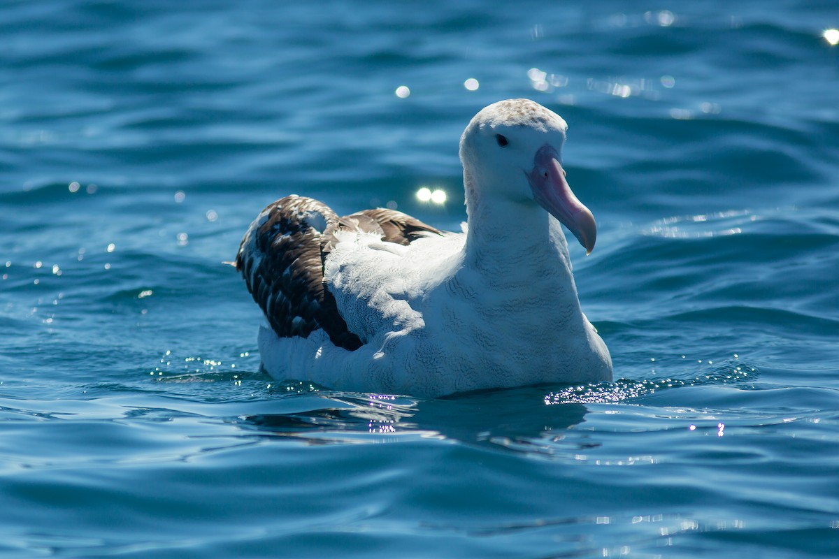 Albatros des Antipodes (gibsoni) - ML617775033