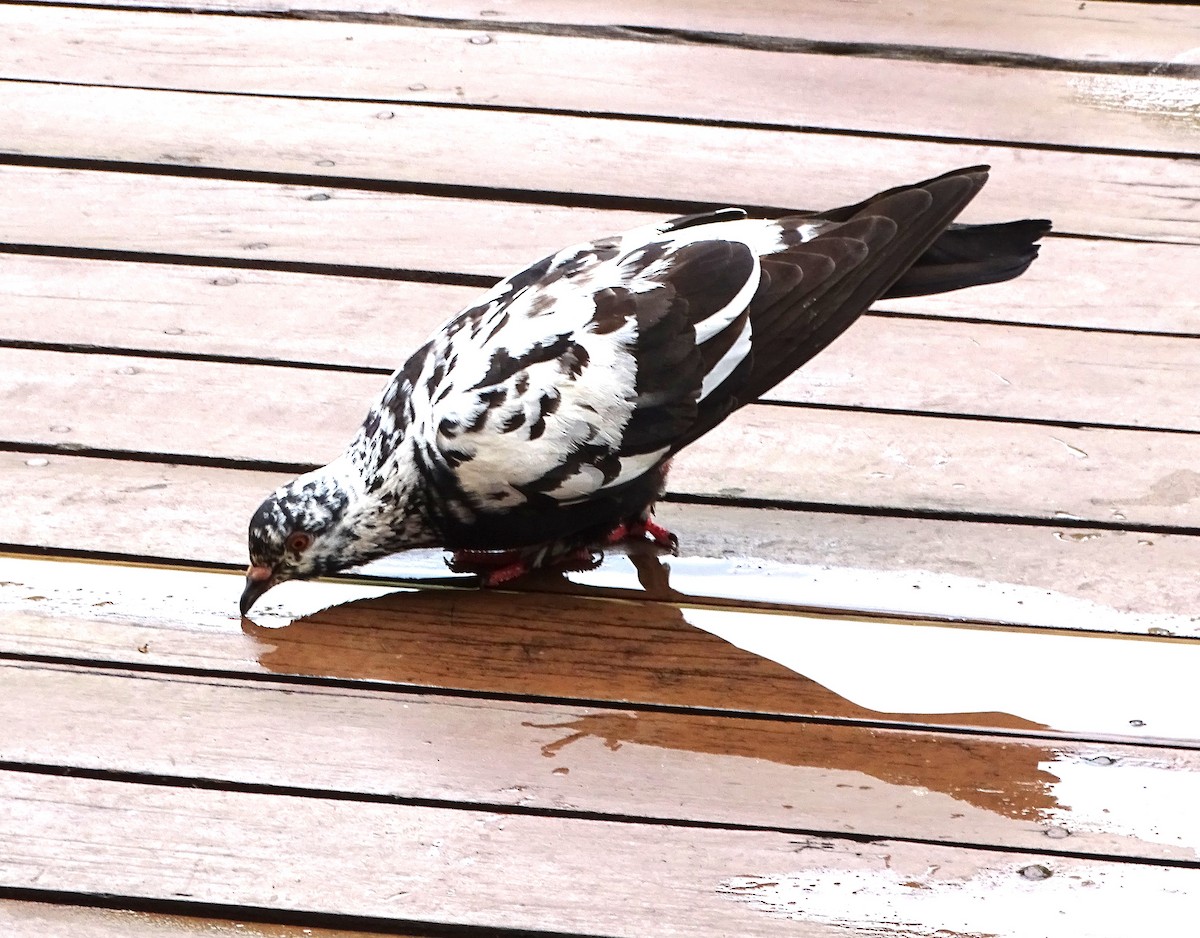 Rock Pigeon (Feral Pigeon) - ML617775081