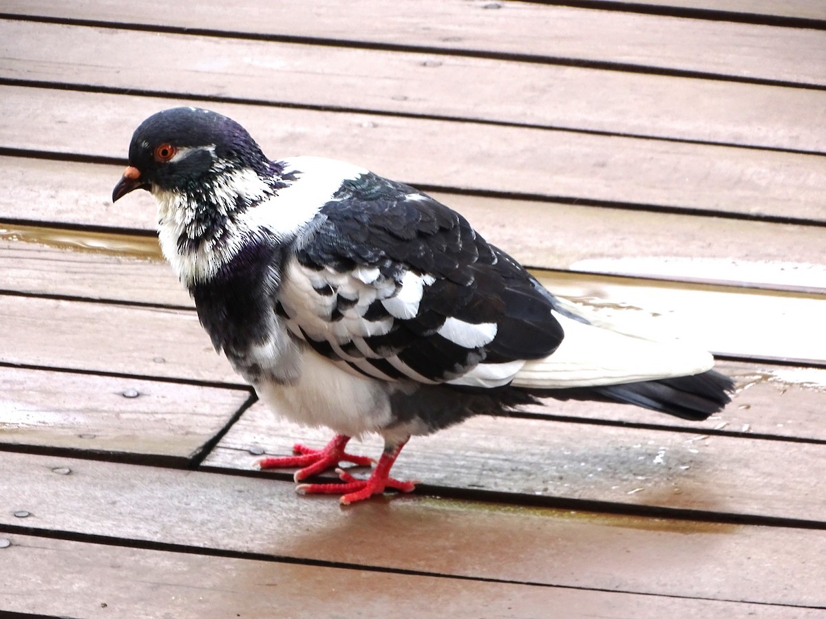 Rock Pigeon (Feral Pigeon) - ML617775082