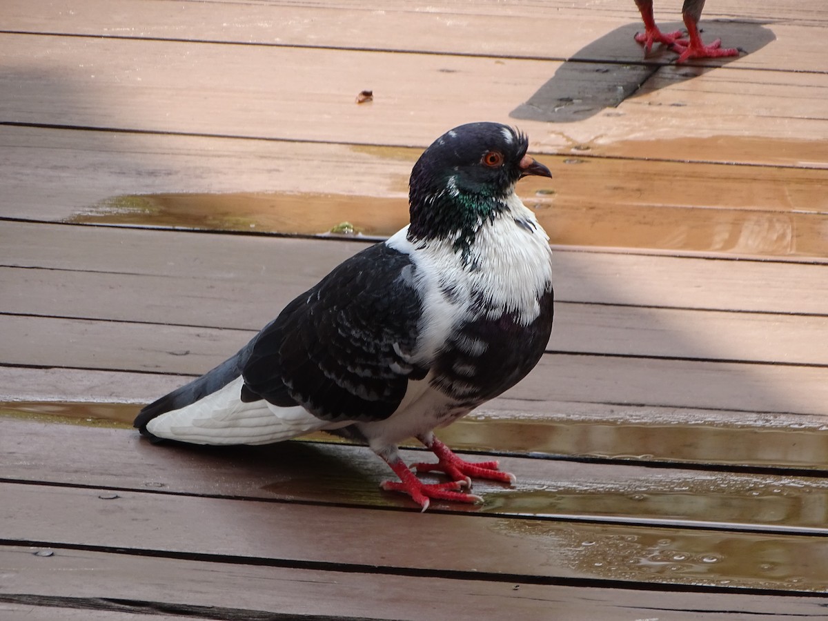 Pigeon biset (forme domestique) - ML617775083