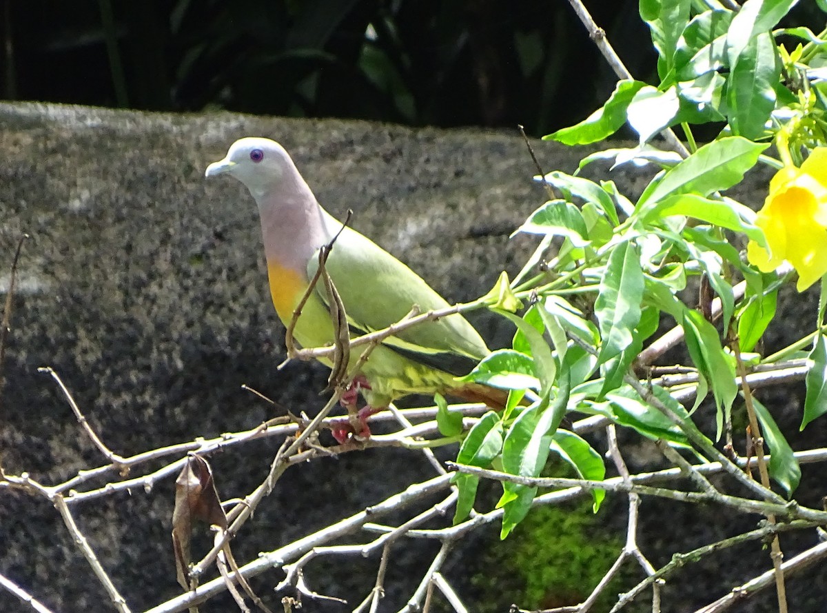 Pink-necked Green-Pigeon - ML617775096