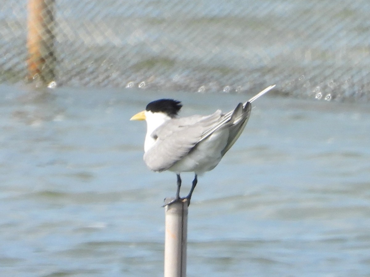 Great Crested Tern - ML617775160