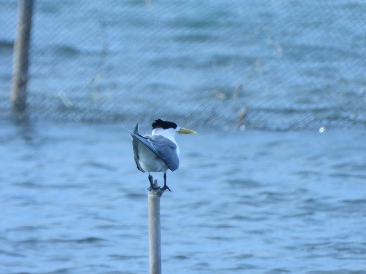 Great Crested Tern - ML617775167