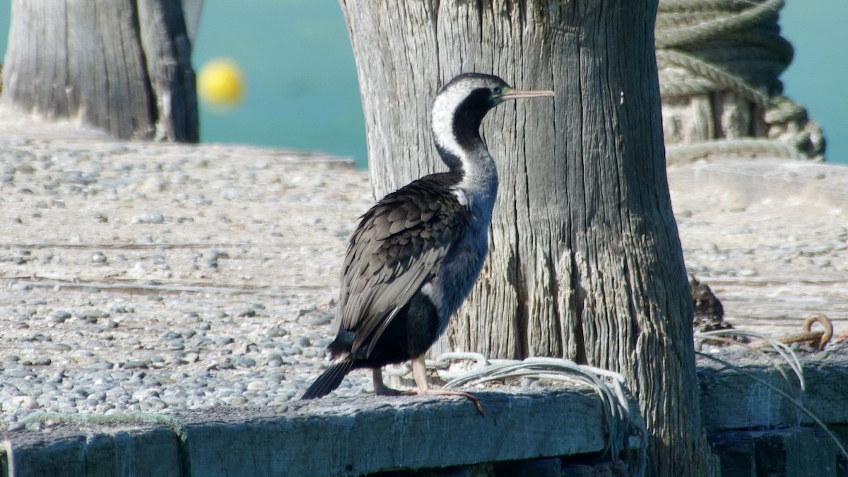 Spotted Shag - ML617775183
