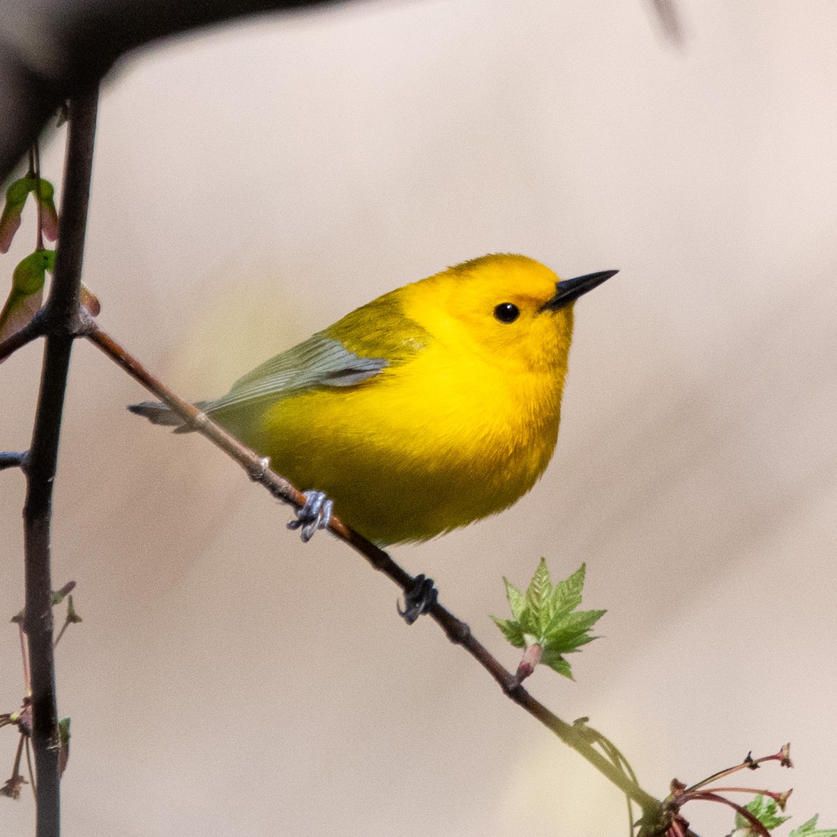 Prothonotary Warbler - ML617775191
