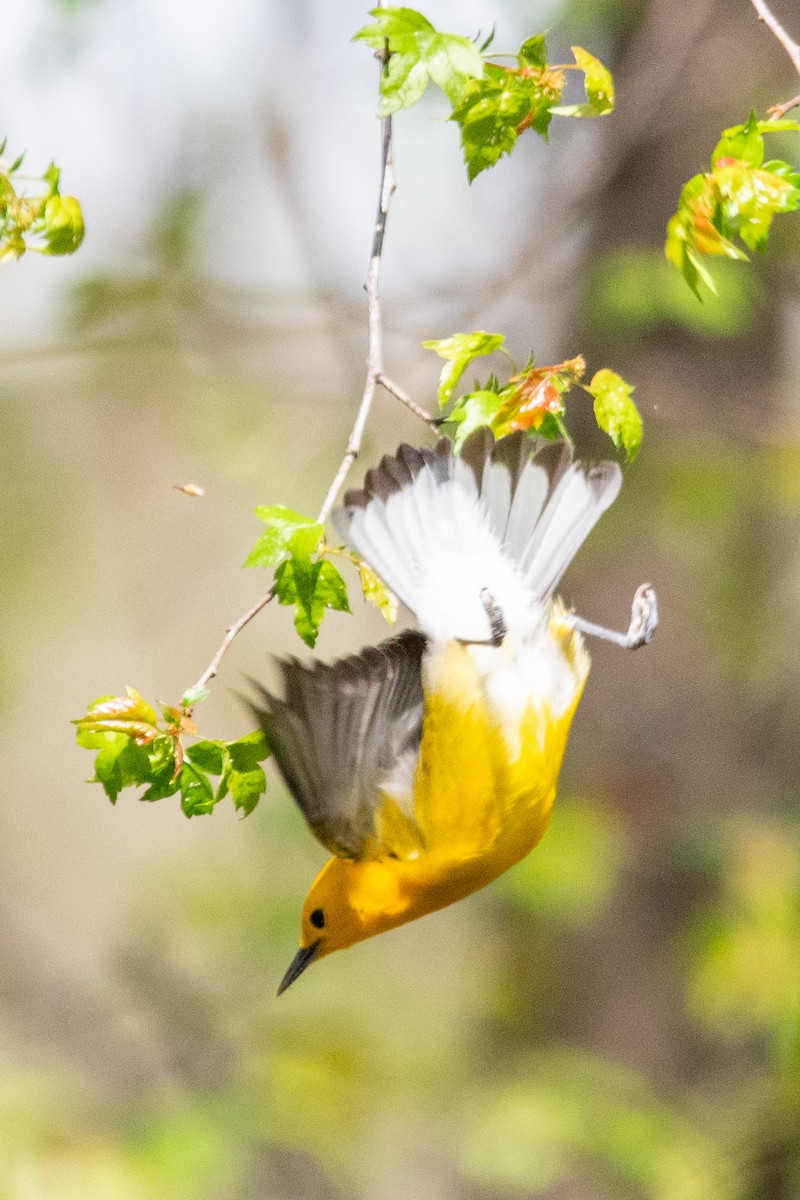Prothonotary Warbler - ML617775192