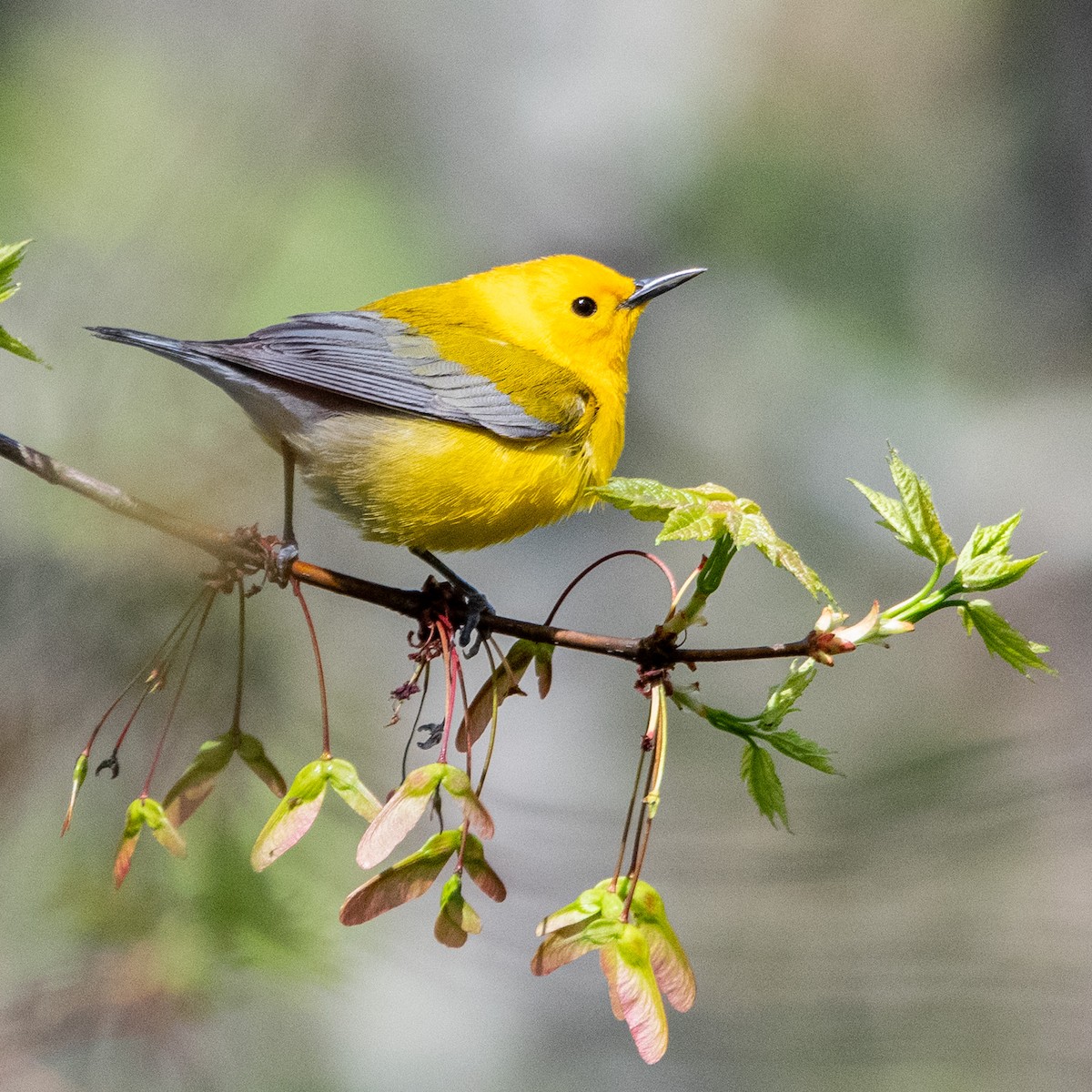 Prothonotary Warbler - ML617775194
