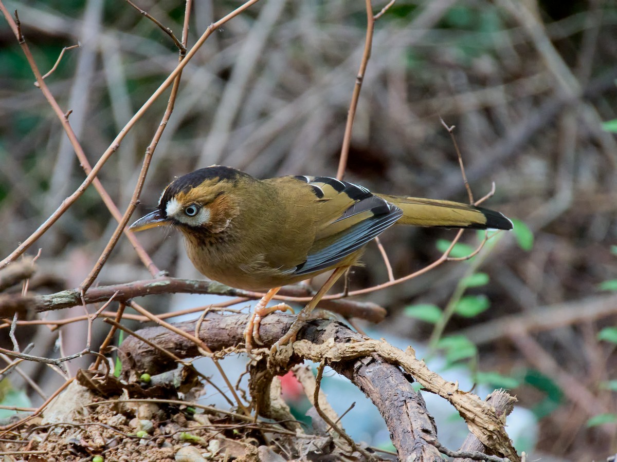 Moustached Laughingthrush (Eastern) - ML617775201