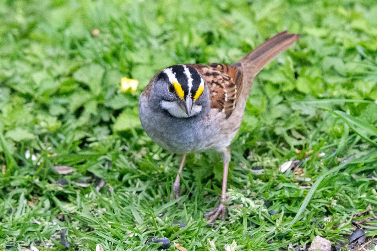 White-throated Sparrow - ML617775228