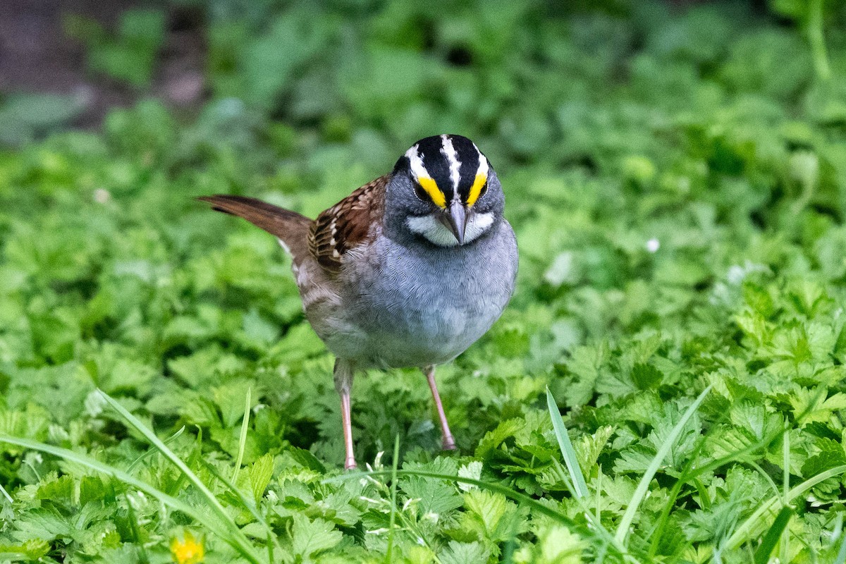 White-throated Sparrow - Ted Kavanagh