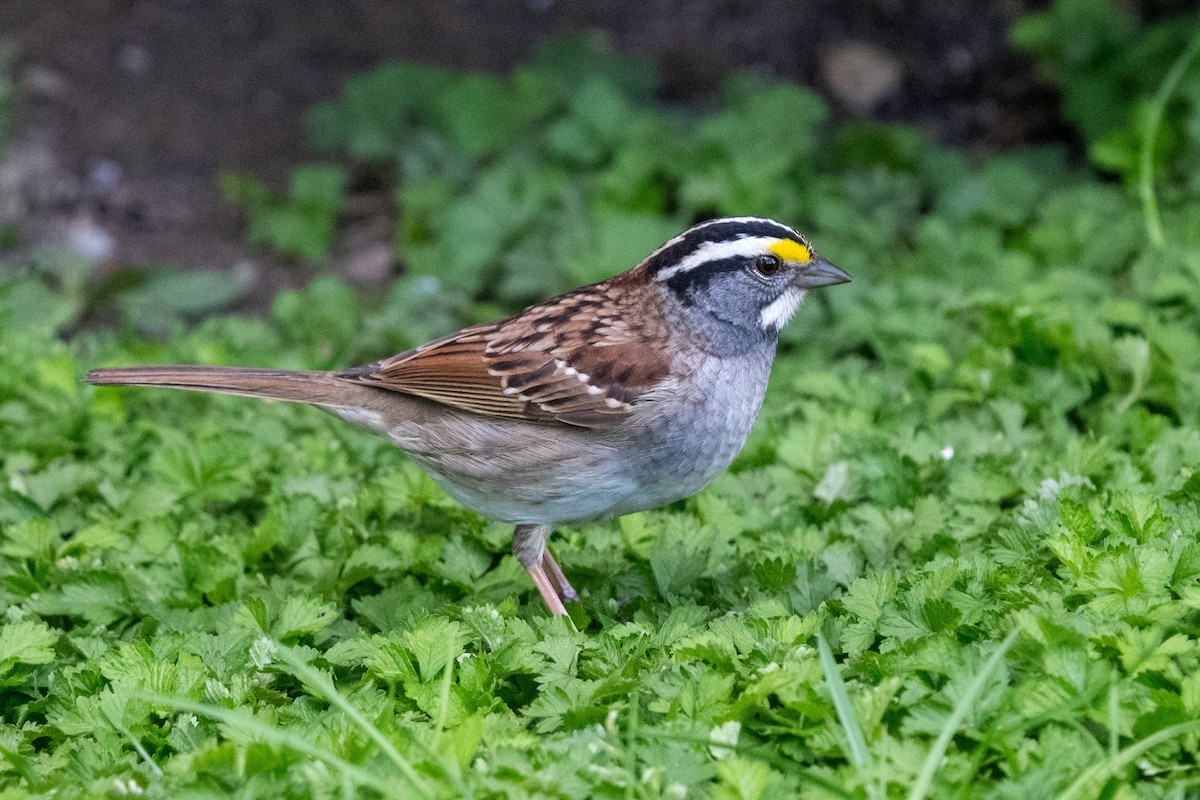 White-throated Sparrow - Ted Kavanagh