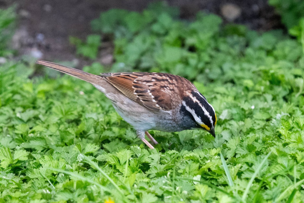 White-throated Sparrow - ML617775231