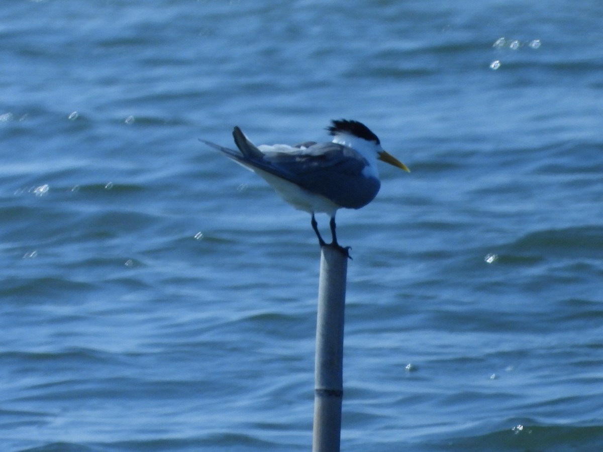 Great Crested Tern - ML617775271