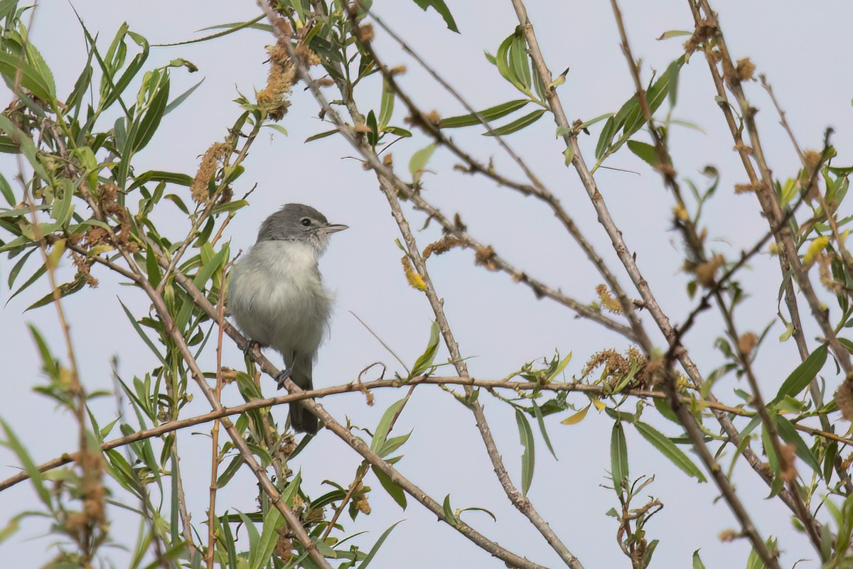 Bell's Vireo - Cindy Croissant