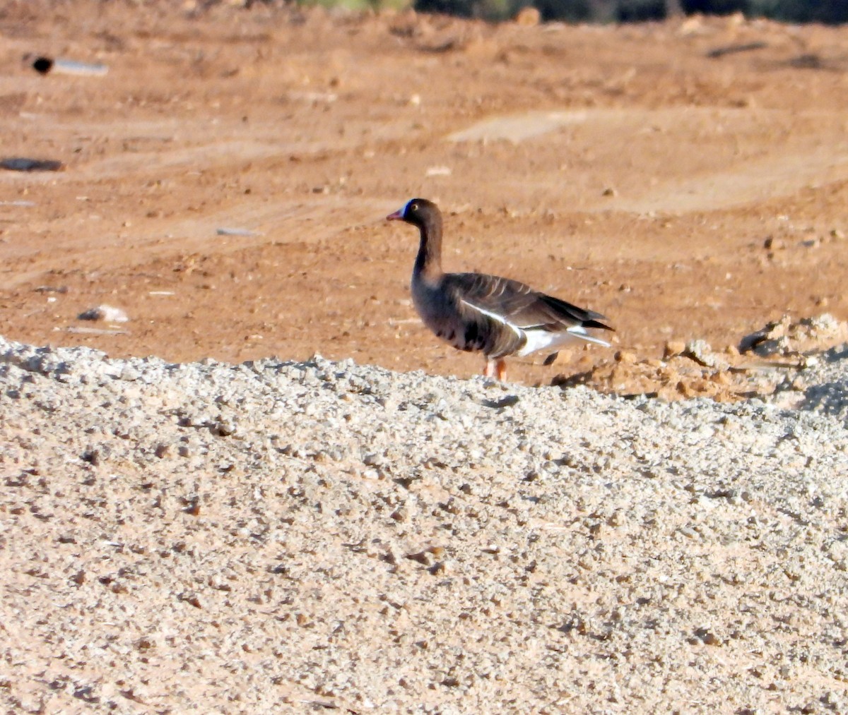 Lesser White-fronted Goose - ML617775279