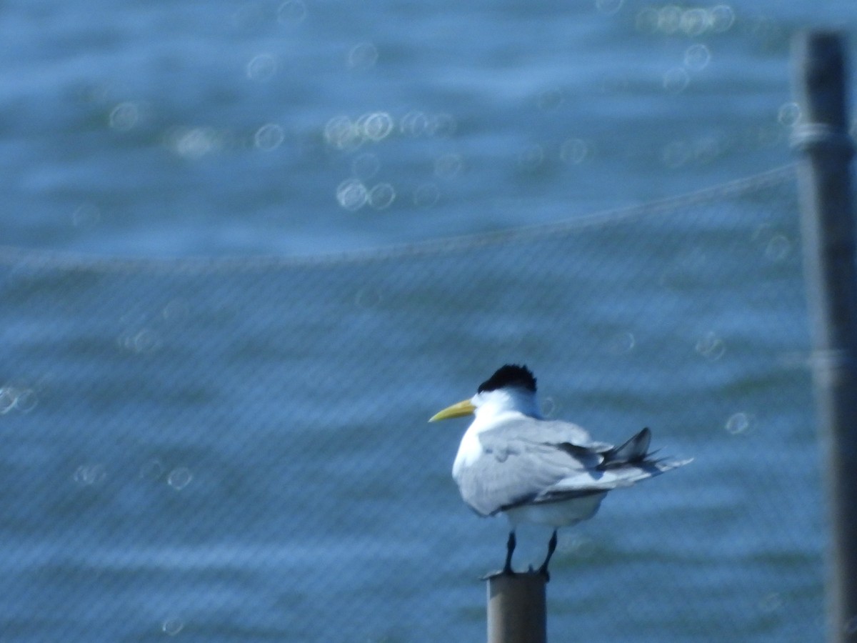 Great Crested Tern - ML617775286