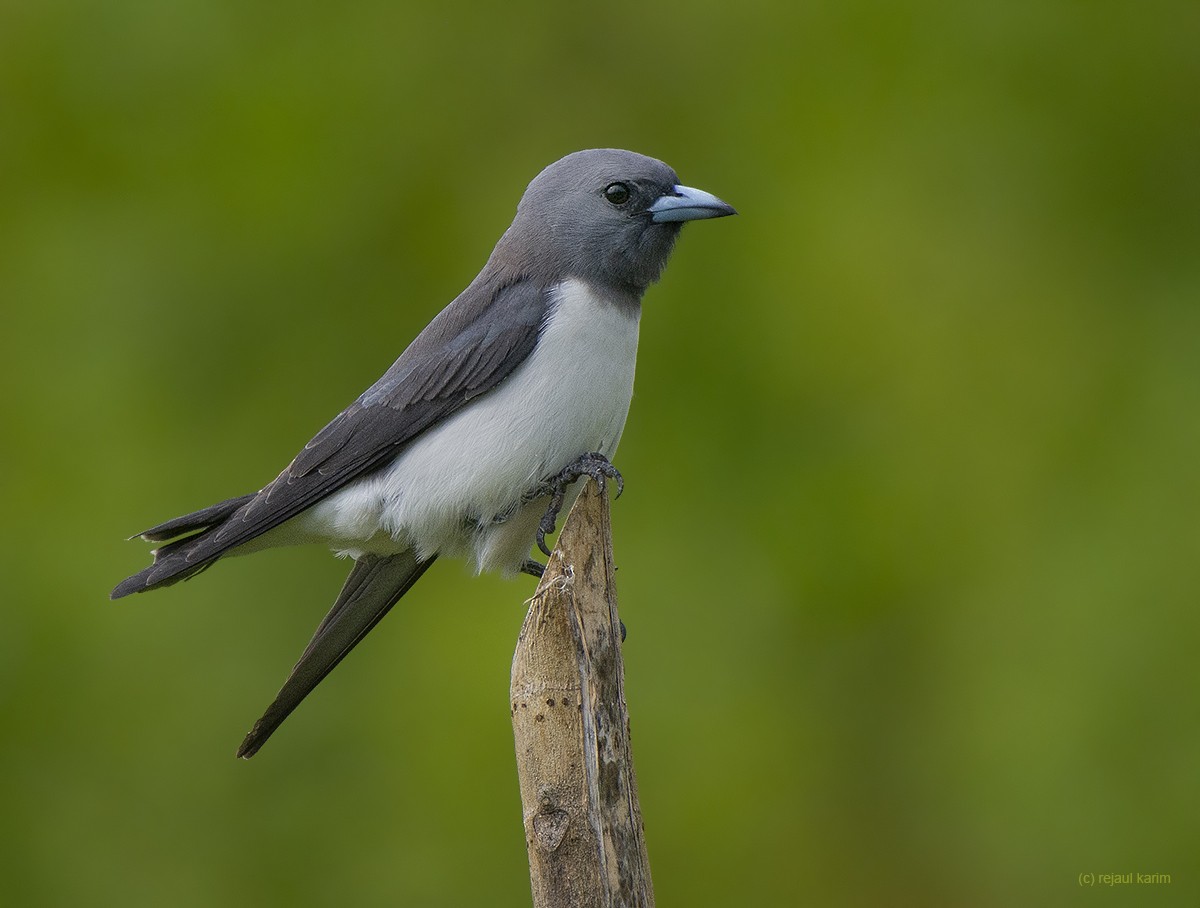 White-breasted Woodswallow - ML617775288