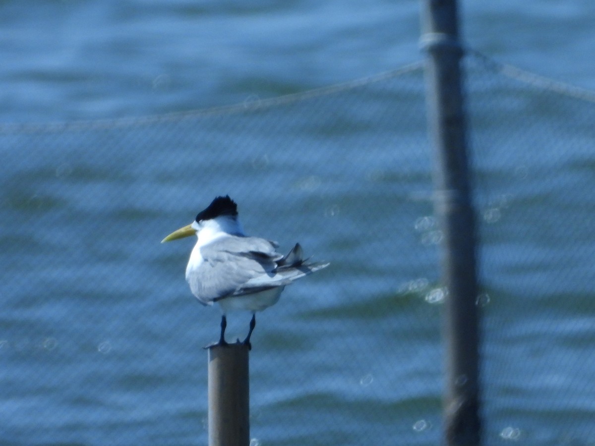 Great Crested Tern - ML617775295