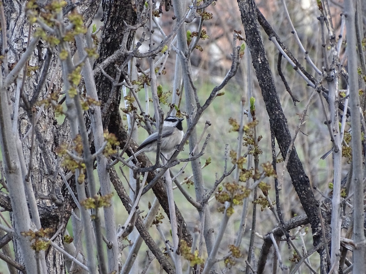 Black-capped x Mountain Chickadee (hybrid) - Kevin Williams