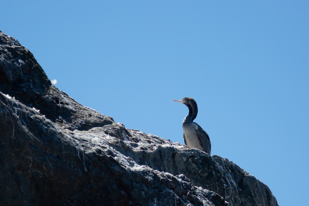 Spotted Shag - ML617775337