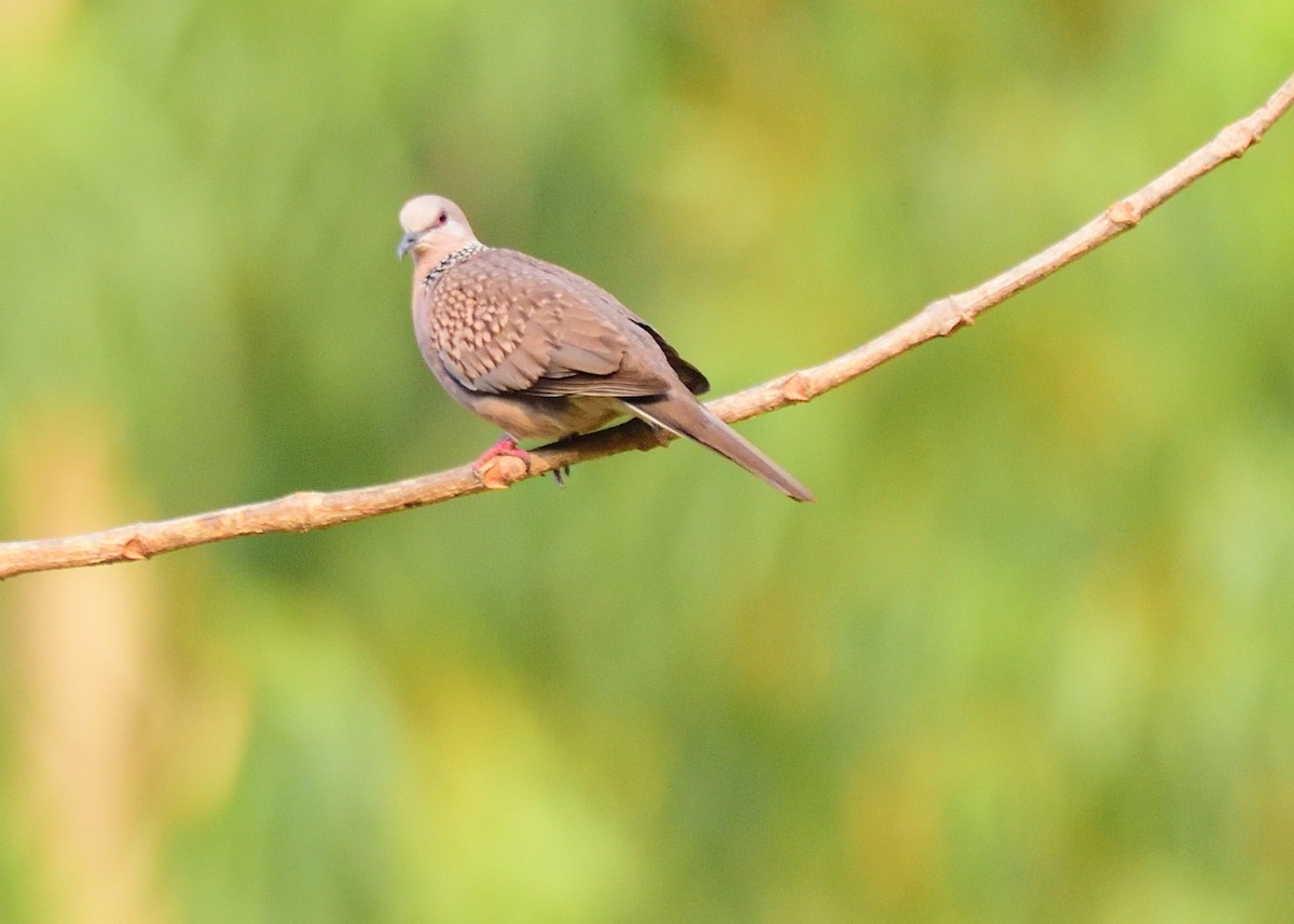 Spotted Dove - ML617775338