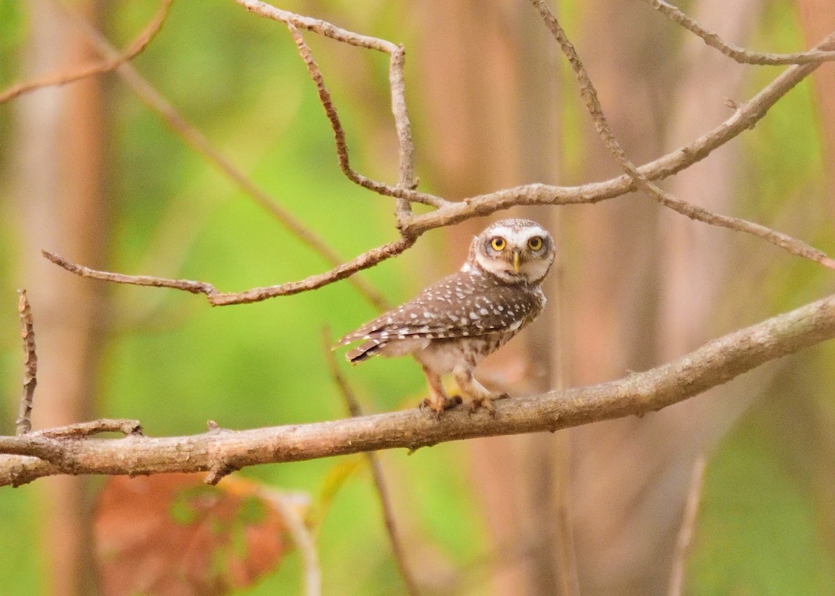 Spotted Owlet - ML617775340