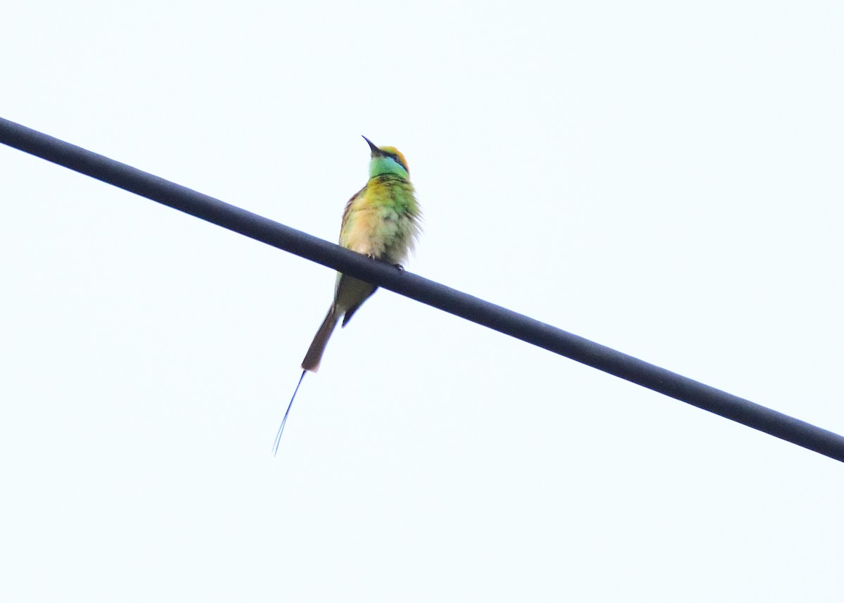 Asian Green Bee-eater - ML617775343