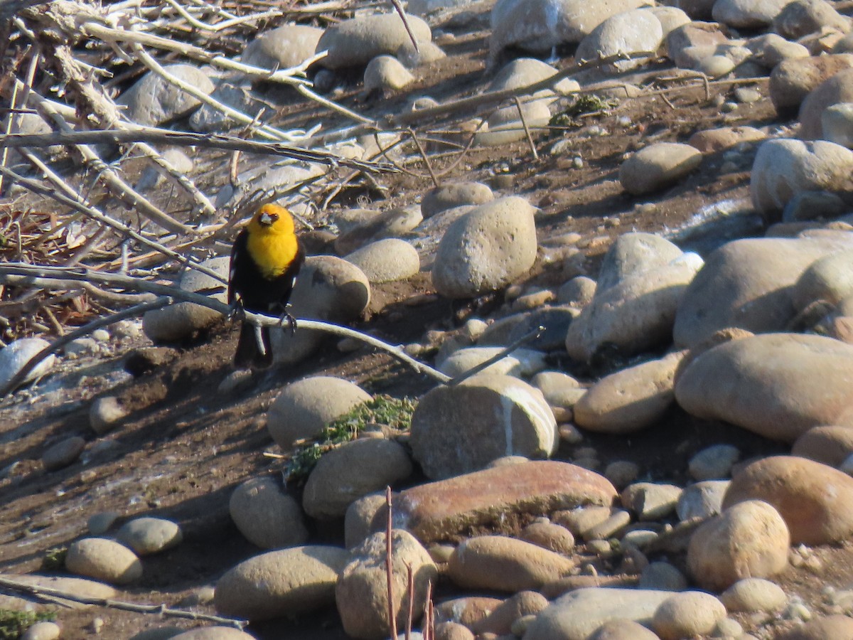 Yellow-headed Blackbird - ML617775369