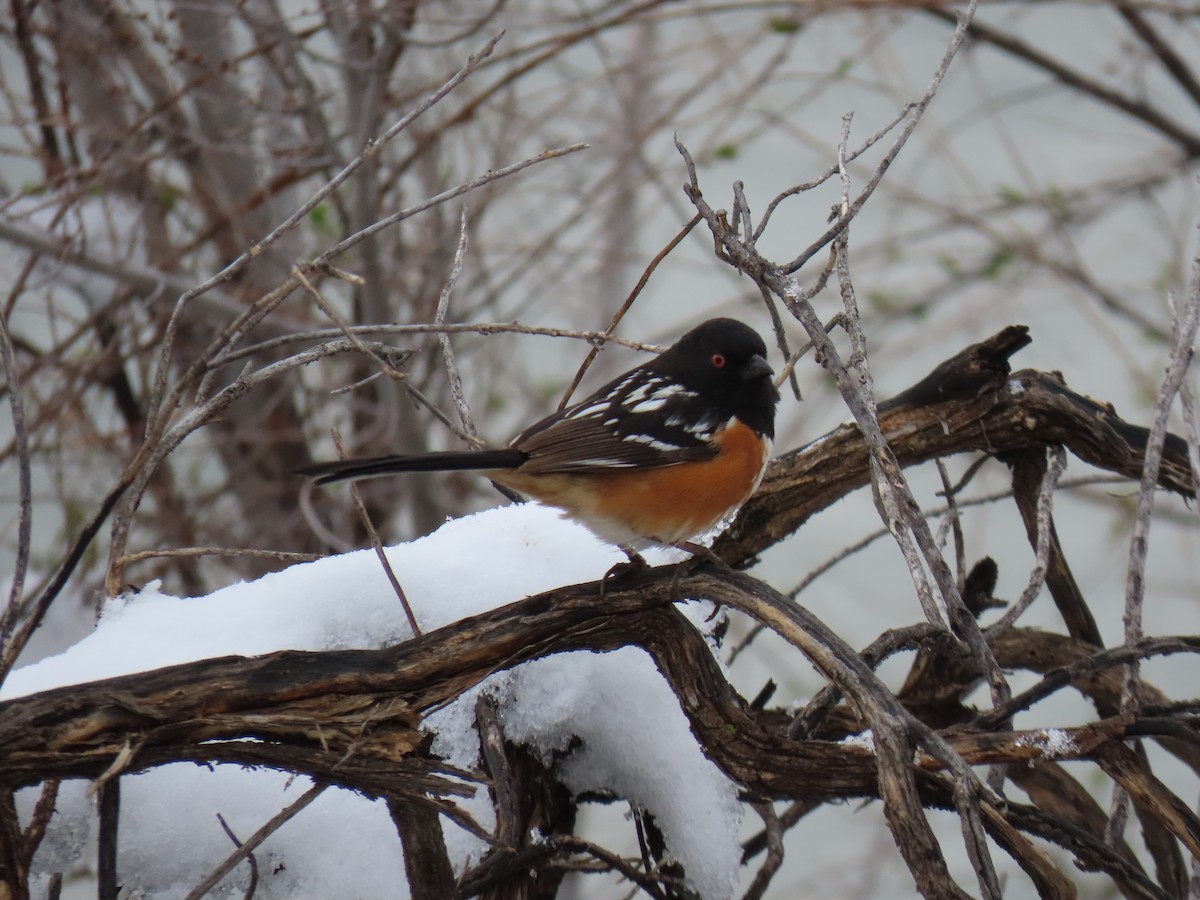 Spotted Towhee - ML617775395