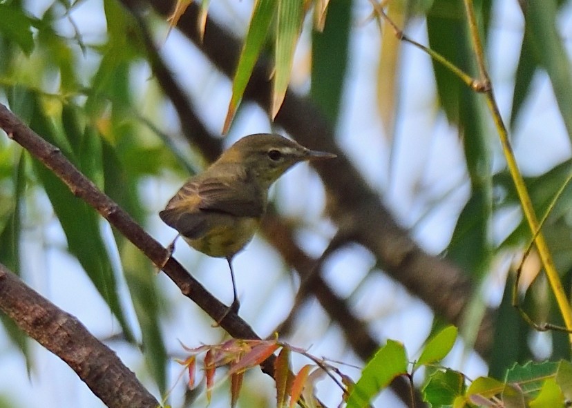 Greenish Warbler - Kishorenath T