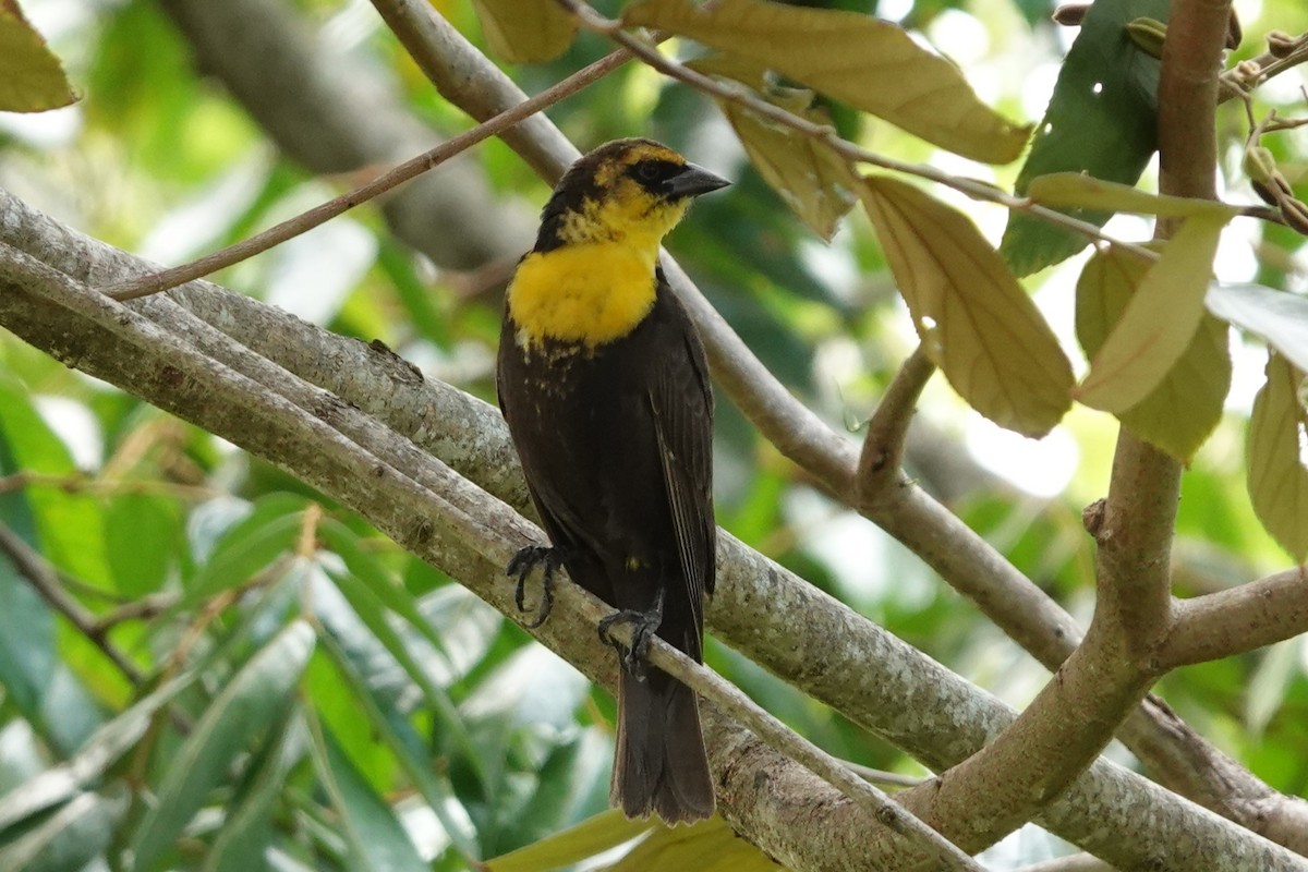 Yellow-headed Blackbird - ML617775437