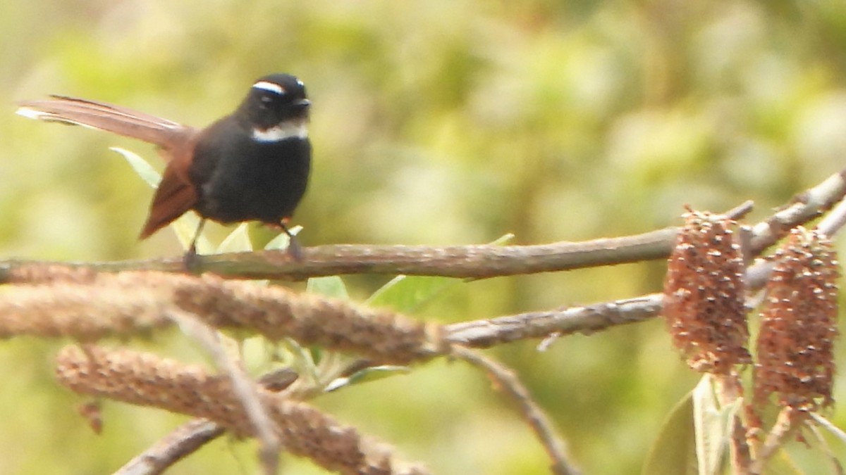 White-throated Fantail - ML617775442