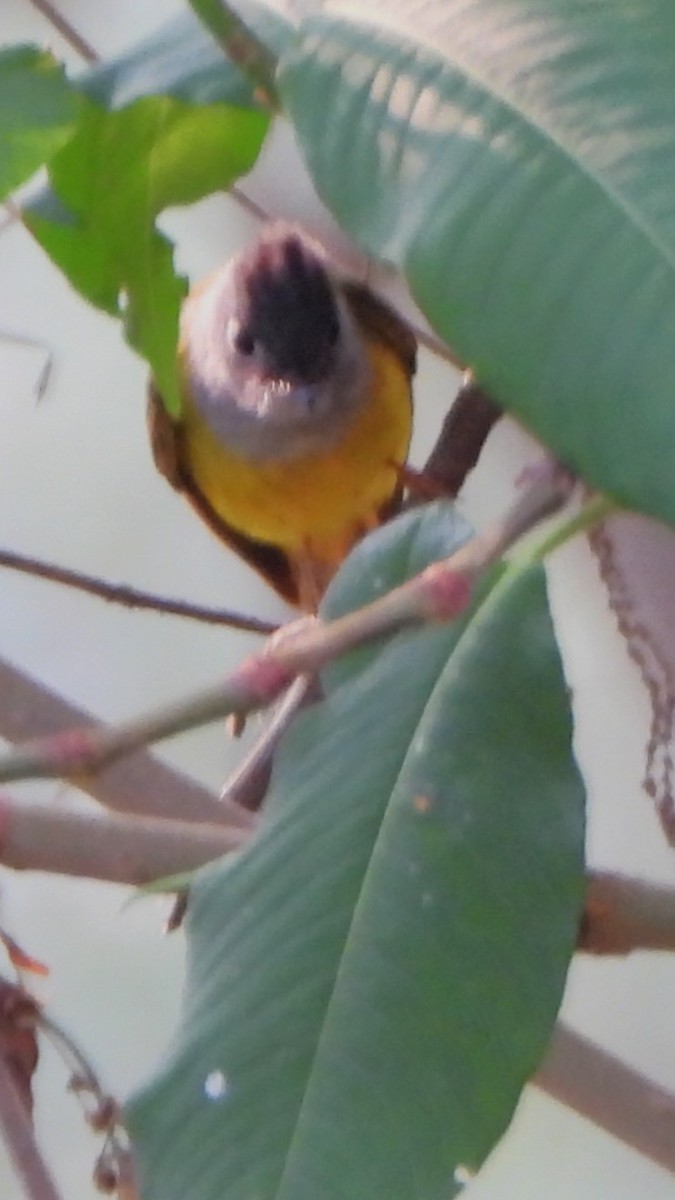 Gray-headed Canary-Flycatcher - ML617775451