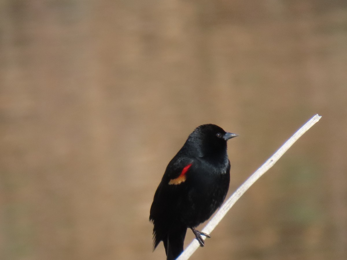 Red-winged Blackbird - ML617775498