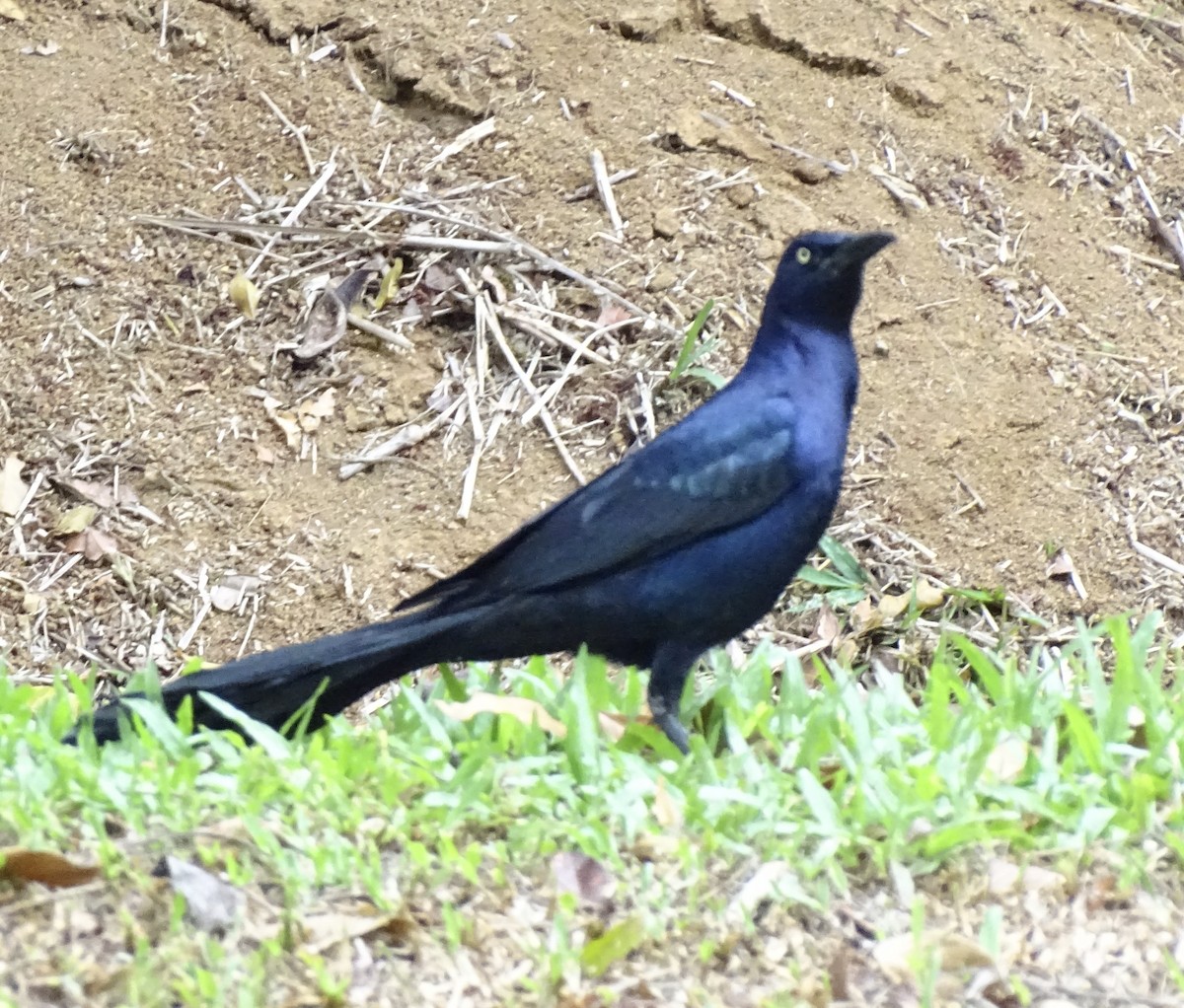 Great-tailed Grackle - ML617775508