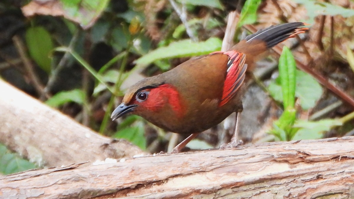 Red-faced Liocichla - ML617775514