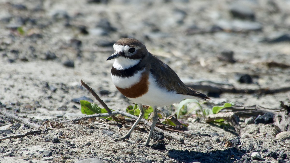 Double-banded Plover - ML617775533