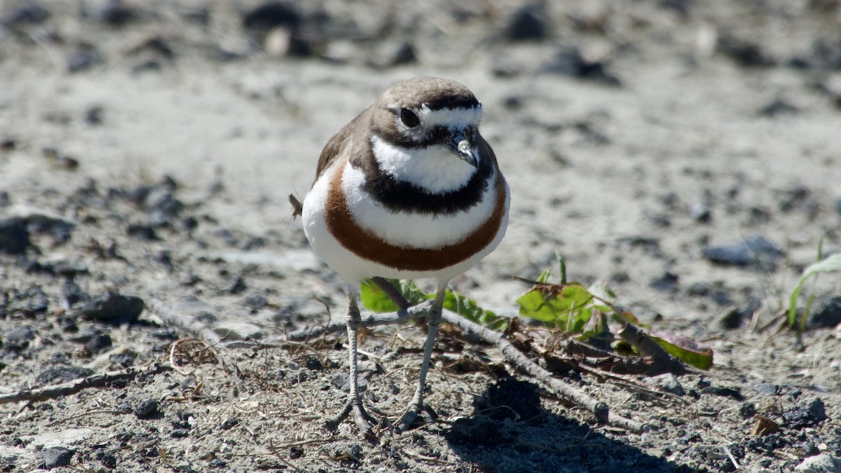 Double-banded Plover - ML617775534