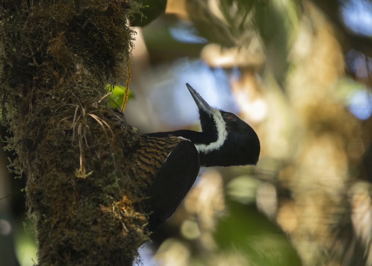 Powerful Woodpecker - Richard Ribera Salinas
