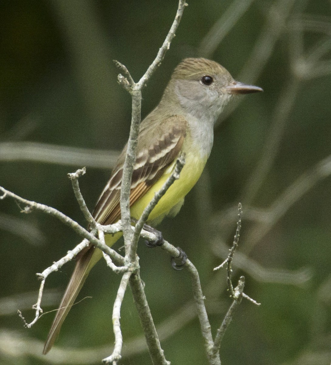 Great Crested Flycatcher - ML617775563