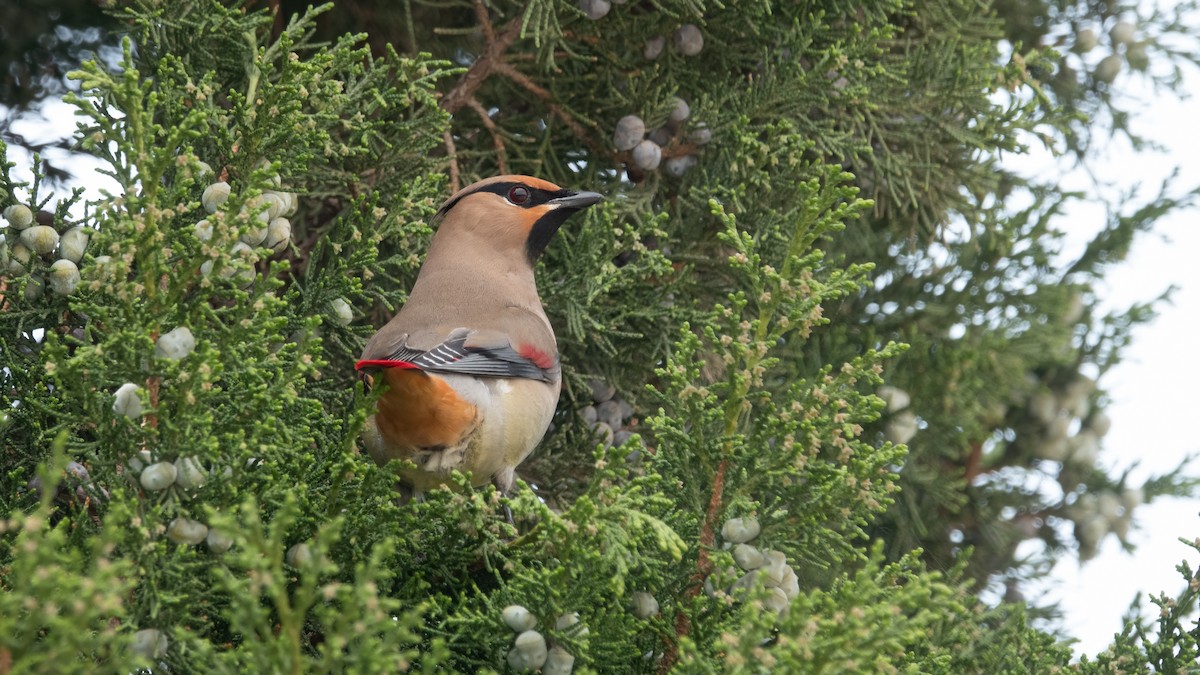 Japanese Waxwing - ML617775577