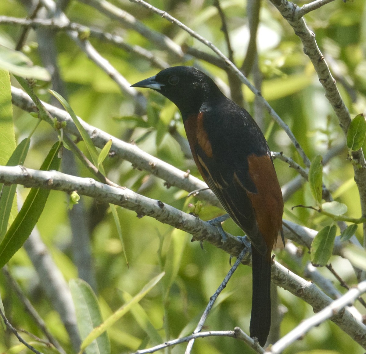 Orchard Oriole - ML617775581