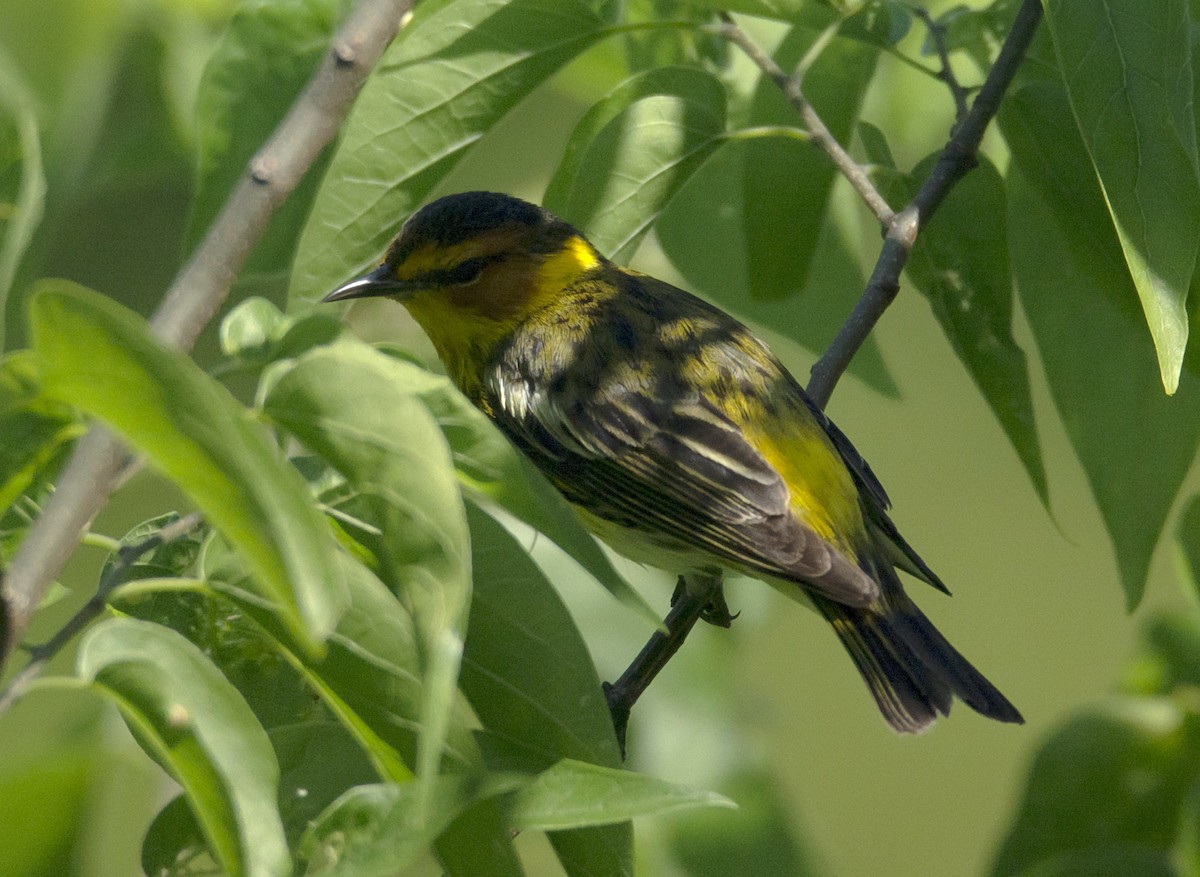 Cape May Warbler - ML617775587