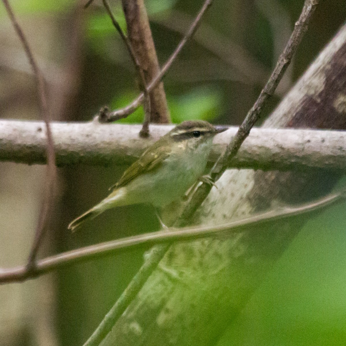 Pale-legged Leaf Warbler - ML617775629