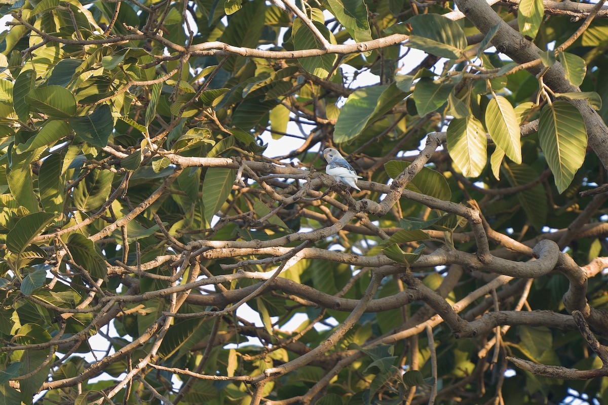 Волнистый попугайчик (Одомашенного вида) - ML617775640