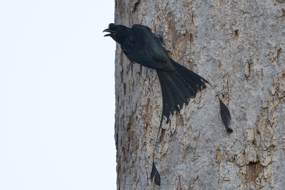 Greater Racket-tailed Drongo - ML617775646
