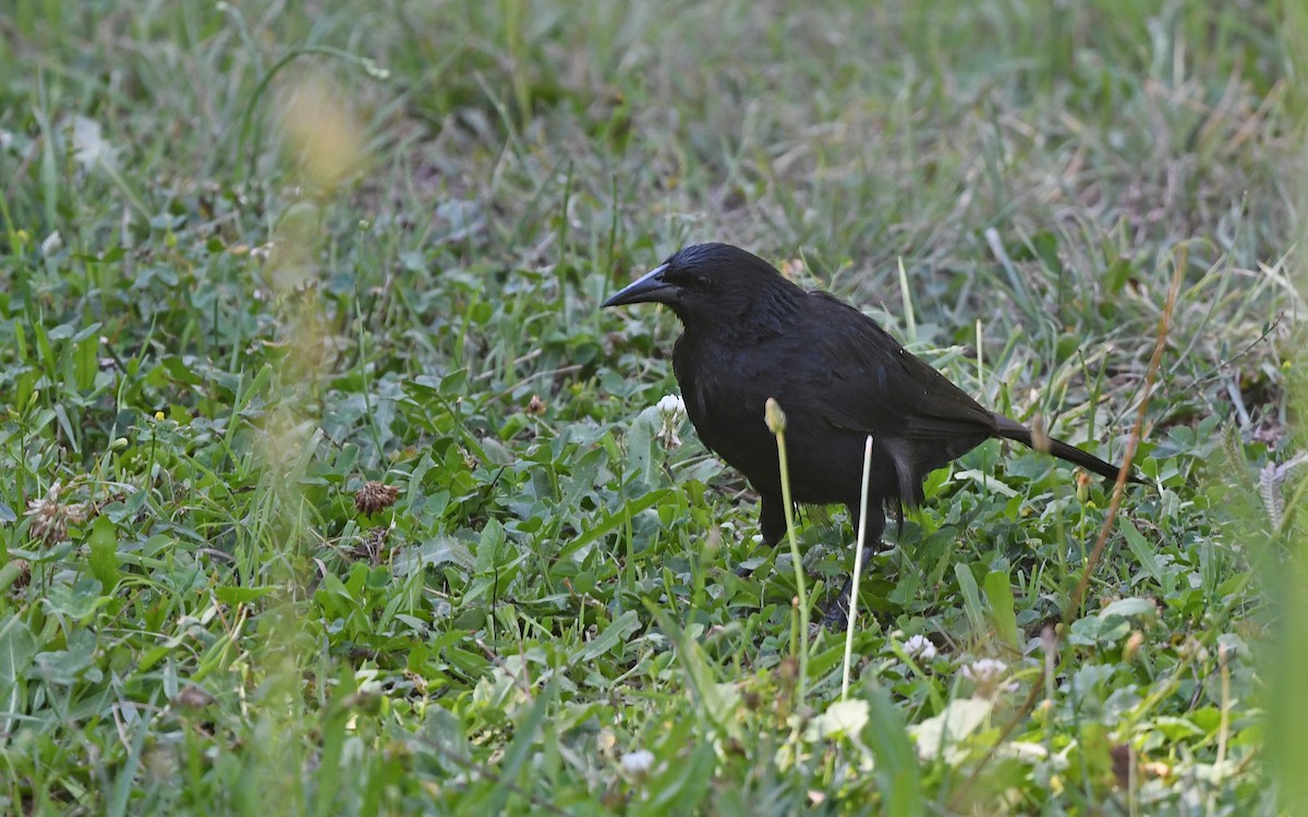Austral Blackbird - ML617775650